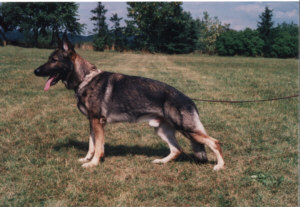 Fetz vom Altbacher Wald