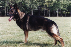 Gerry vom Altbacher Wald