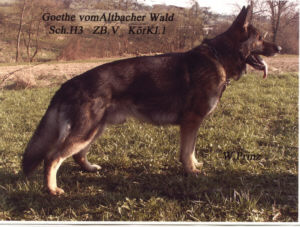 Gerry vom Altbacher Wald