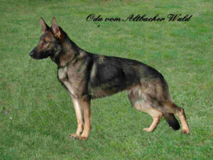 Oda vom Altbacher Wald