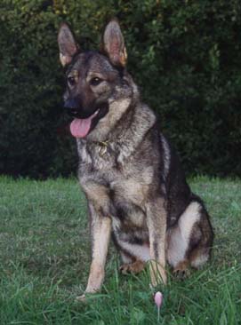 Eischa vom Altbacher Wald