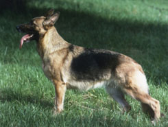 Urmel vom Wolfendobel